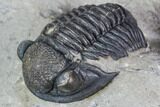 Gerastos Trilobite Fossil - Morocco #105157-1